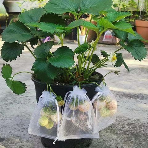 Fruit Protection Bags.